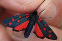 Zygaena transalpina