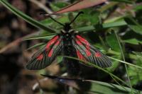 Zygaena exulans