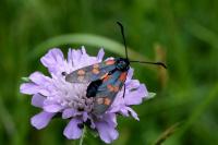 Zygaena transalpina