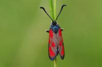 Zygaena loti