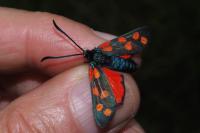Zygaena transalpina