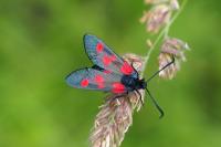 Zygaena viciae viciae