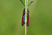 Zygaena loti