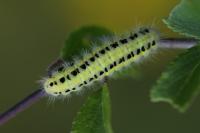 Zygaena transalpina