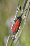 Zygaena minos/purpuralis
