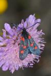 Zygaena filipendulae