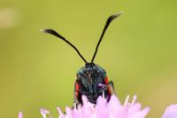 Zygaena transalpina