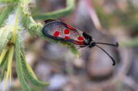 Zygaena corsica