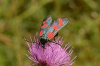 Zygaena transalpina