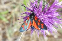 Zygaena transalpina