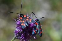 Zygaena transalpina
