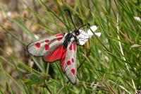 Zygaena corsica