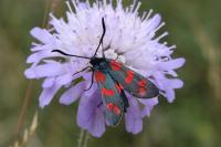 Zygaena filipendulae