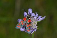 Zygaena carniolica