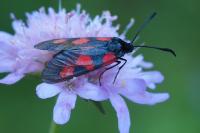 Zygaena trifolii
