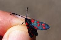 Zygaena transalpina