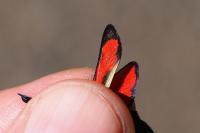 Zygaena transalpina