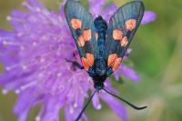 Zygaena trifolii