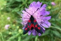 Zygaena lonicerae