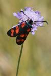 Zygaena filipendulae