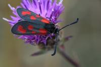 Zygaena loti