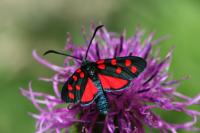 Zygaena transalpina