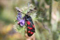 Zygaena filipendulae