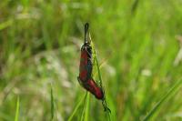 Zygaena loti