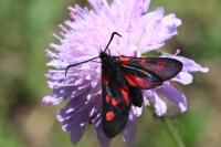 Zygaena lonicerae