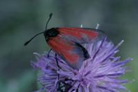 Zygaena erythrus actae
