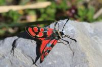 Zygaena carniolica moraulti