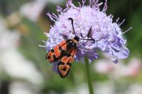 Zygaena fausta