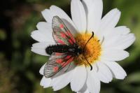 Zygaena exulans