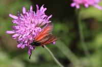 Zygaena erythrus actae