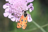Zygaena hilaris chrysophaea