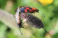 Zygaena exulans