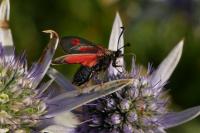 Zygaena contaminei