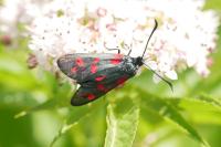 Zygaena filipendulae