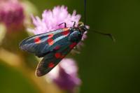 Zygaena lonicerae