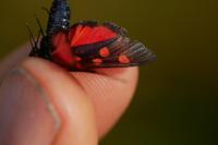 Zygaena lonicerae