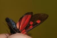 Zygaena lonicerae