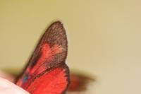 Zygaena transalpina