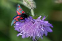 Zygaena trifolii