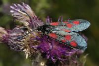 Zygaena lonicerae