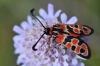 Zygaena fausta