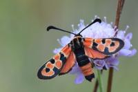 Zygaena fausta
