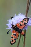 Zygaena fausta