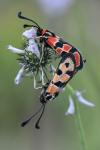 Zygaena fausta