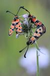 Zygaena fausta