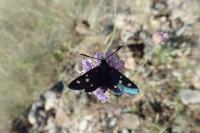 Zygaena ephialtes